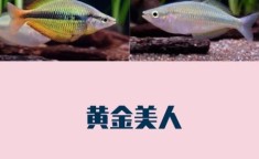 观察与观赏的区别：观察和观赏有什么区别